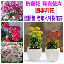 花期最长的花 绿植园艺中的持久之美