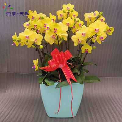 春节黄蝴蝶兰 商务年宵首选，好评店铺与化妆品零售的跨界亮点